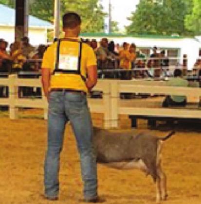 Corwin Mohr-Eymer - FFA grand champion in the show ring. Photos Submitted