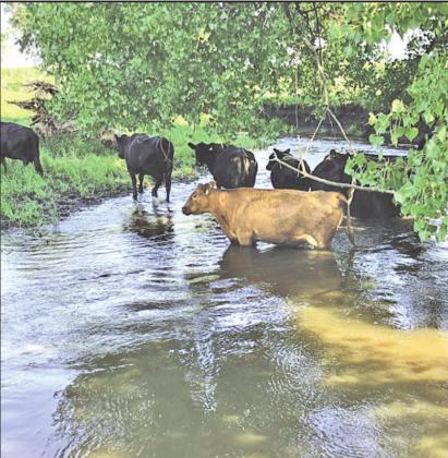 Environmentalists are concerned that merging the South Dakota Department of Agriculture with the Department of Environment and Natural Resources could lead to fewer protections of state waterways from pollution and runoff from farms and livestock operations. Photo: Bart Pfankuch, South Dakota News Watch