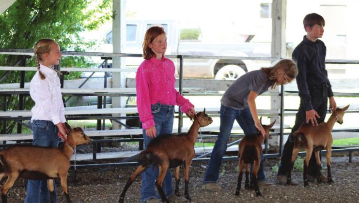 Showing goats at the Lyman County Achievement Days in Kennebec Tuesday, July 28 were l-r: Arista Reis, Oakley Elwood, Teyha Uthe and, Corwin Mohr-Eymer.